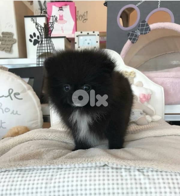 Imported Black Pomeranian puppy delivery too 0