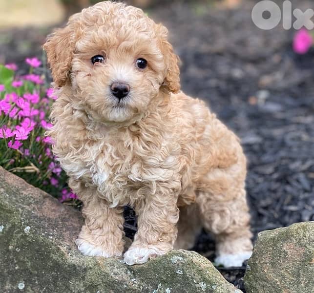 Imported Mini Goldendoodle puppy 0