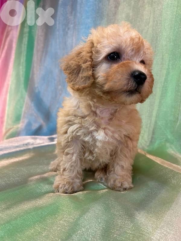 Imported Toy Goldendoodle Cream puppy 0