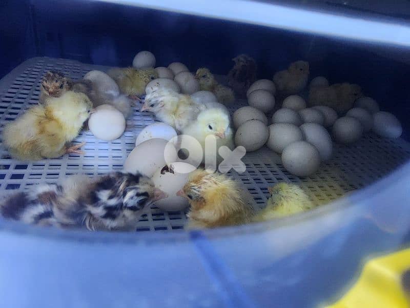 Serama Chicken 6