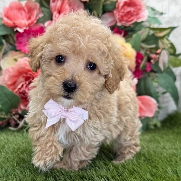 imported Toy Poodle apricot puppy 0