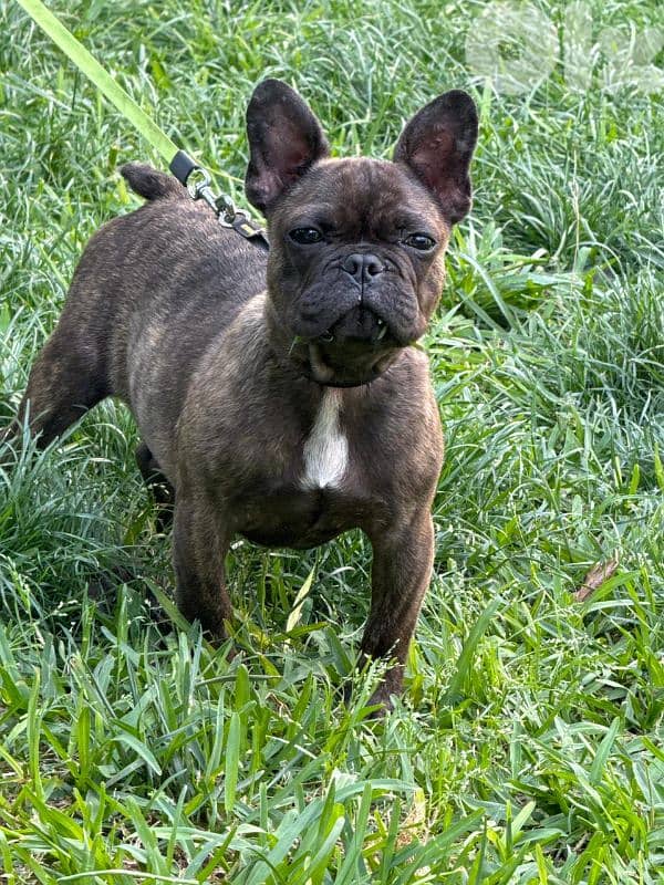 French bulldog for sale 0
