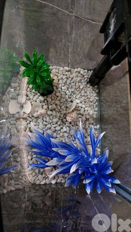 Fish Aquarium 6