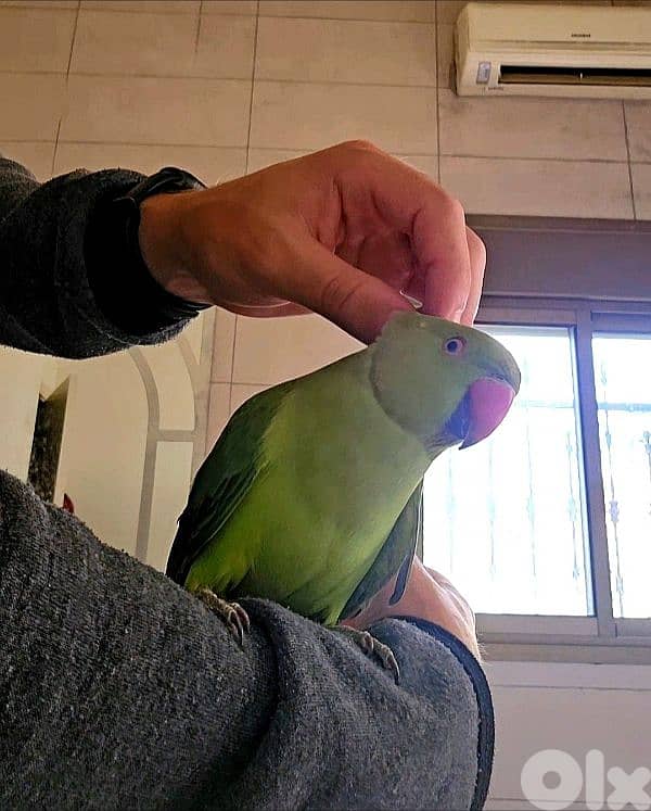 Friendly Tamed  Indian Ringneck Parrot dora ببغاء دره 0