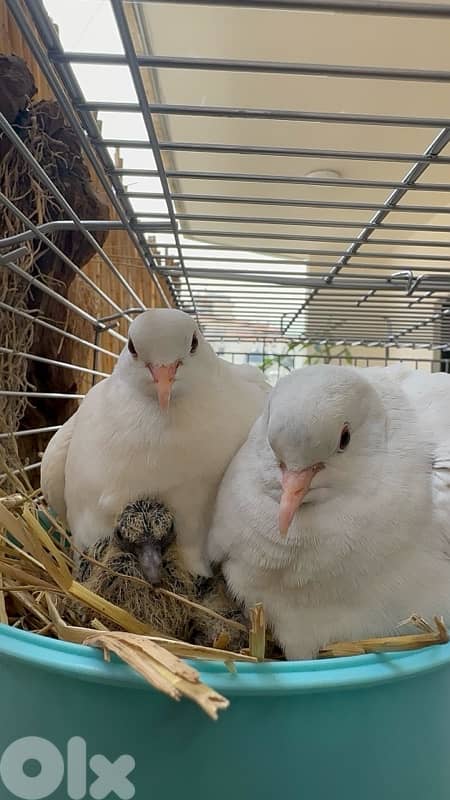 turtledove of all colors ( كريم ) 0