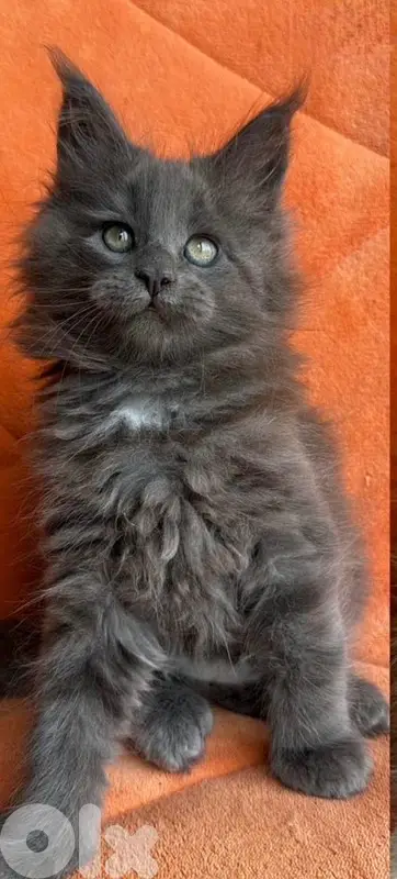 Unique Maine Coon kitten imported maincoon available We deliver