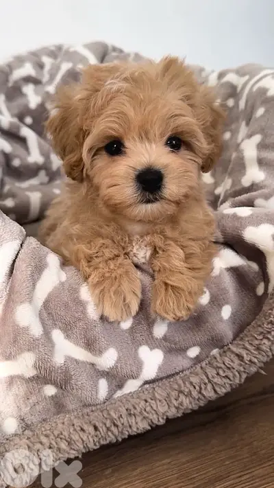 Toy Maltipoo imported puppy delivery