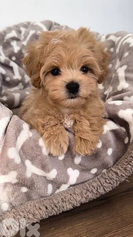 Toy Maltipoo imported puppy delivery 0