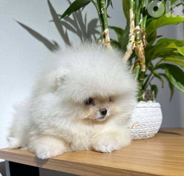 Imported Teacup Pomeranian Bear Boo puppy 0