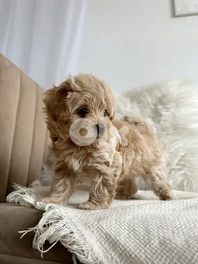 Mini Goldendoodle imported delivery