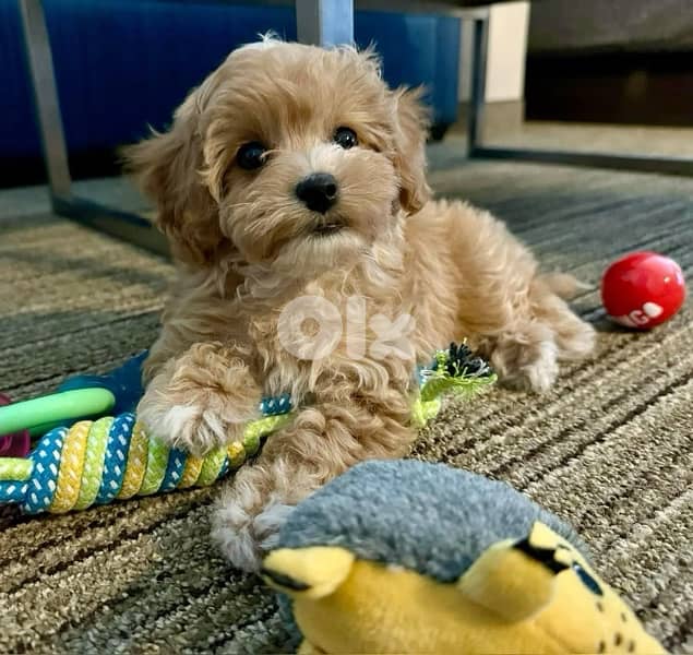 toy goldendoodle imported 0
