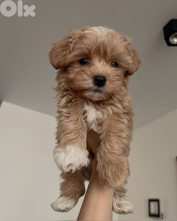 imported Smallest Maltipoo 0