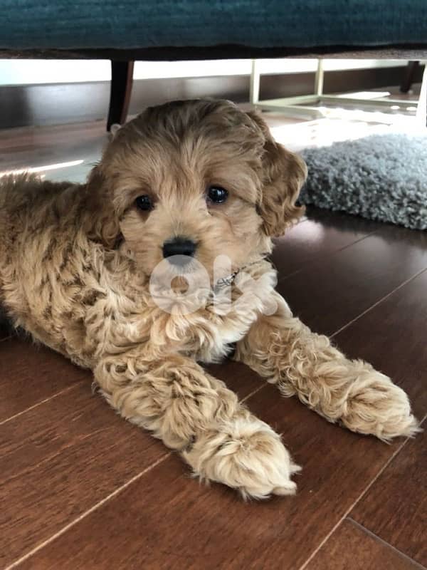 mini labradoodle imported 0