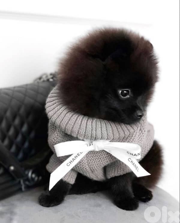 pomeranian puppy black 0