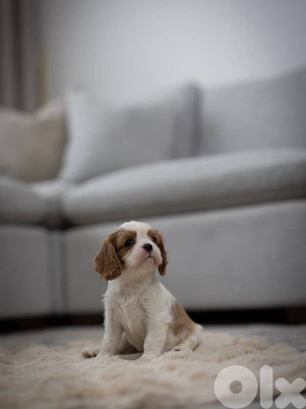 cavalier king Charles puppies 0