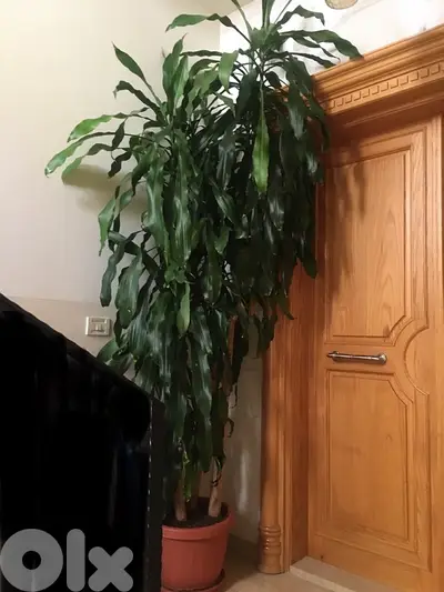 plante naturelle 2,80 cm