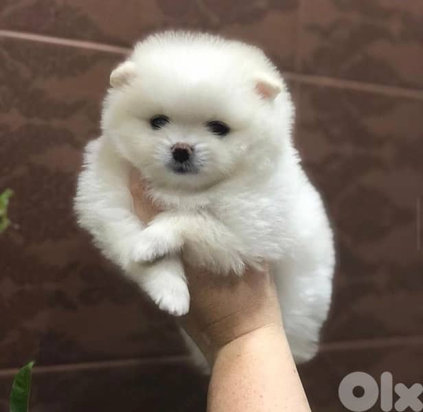 importedPomeranian smallest puppy كلاب delivery too 0