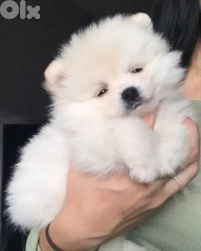 Pomeranian spitz Delivery