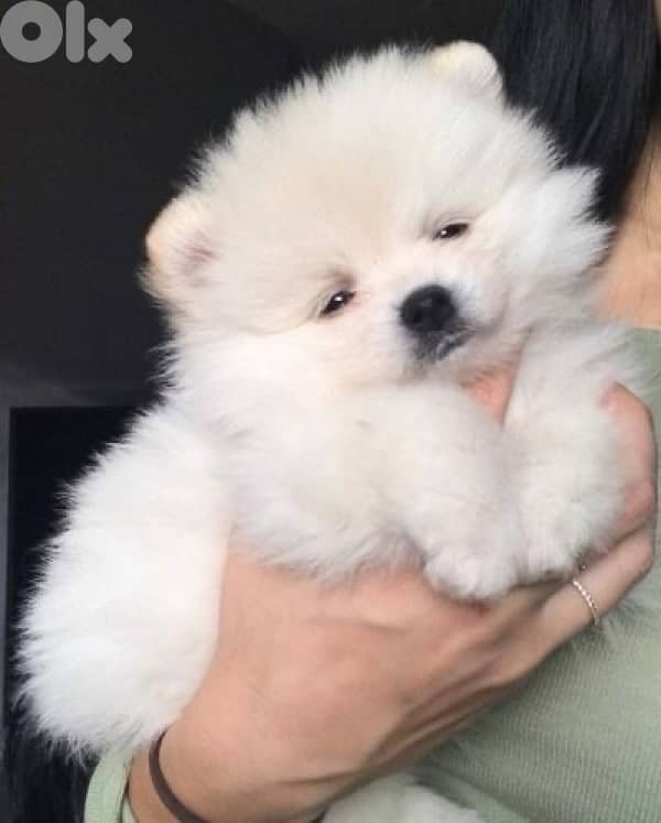 Pomeranian spitz Delivery 0