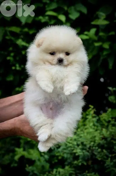 Imported Teacup Pomeranian Puppies AVAILABLE
