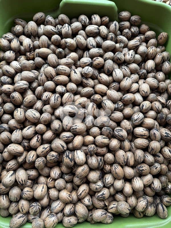 Pecan Nuts جوز أمريكي 2