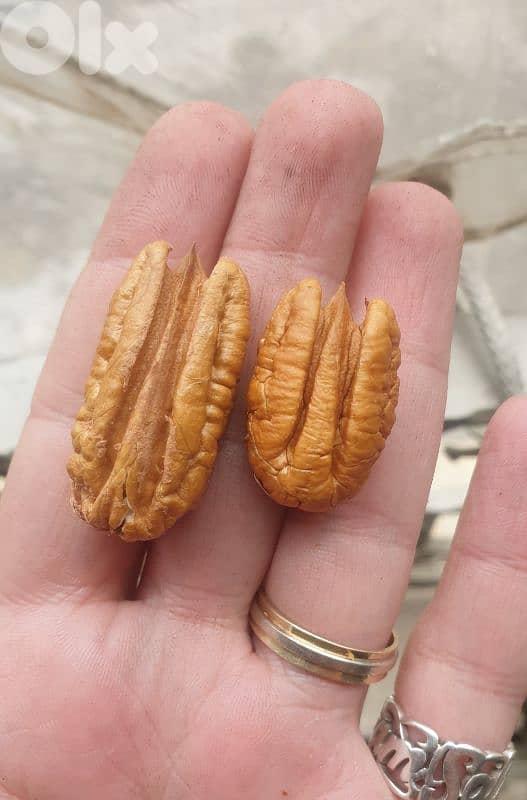 Pecan Nuts جوز أمريكي 3