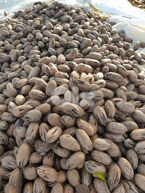 Pecan Nuts جوز أمريكي 0