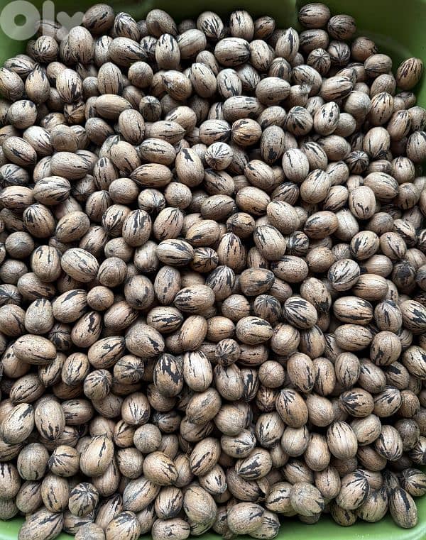 Pecan Nuts جوز أمريكي 2