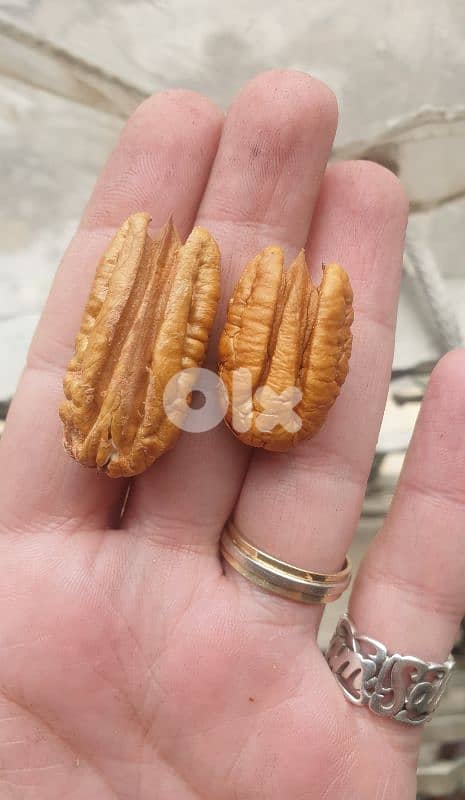 Pecan Nuts جوز أمريكي 3