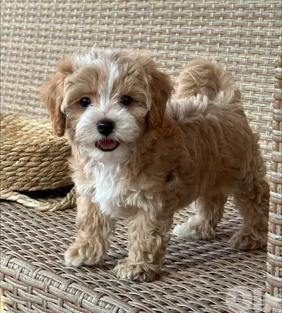 Mini Labradoodle puppy  imported