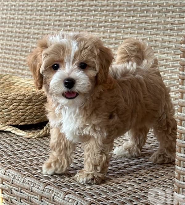 Mini Labradoodle puppy  imported 0