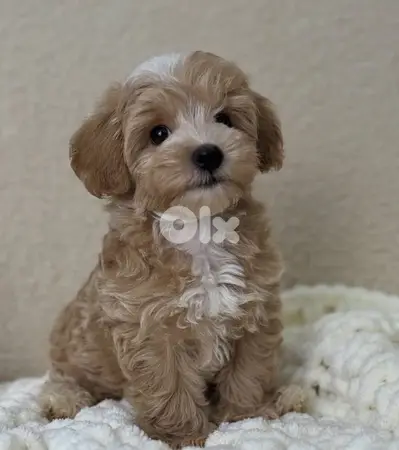 Cavapoo Toy size imported