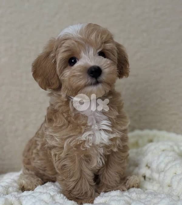Cavapoo Toy size imported 0