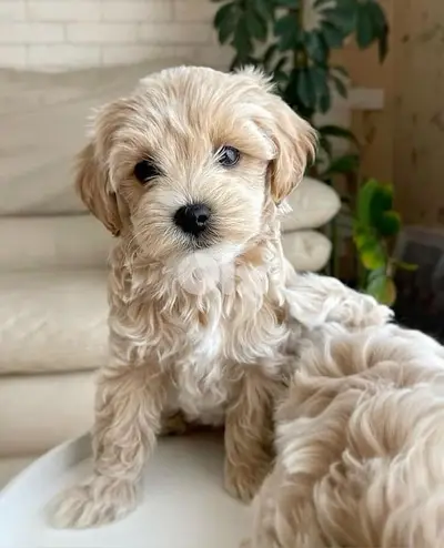 Mini Labradoodle Cream Imported