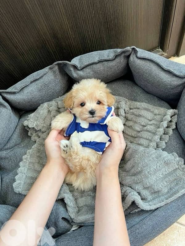 Toy Maltipoo Imported 0