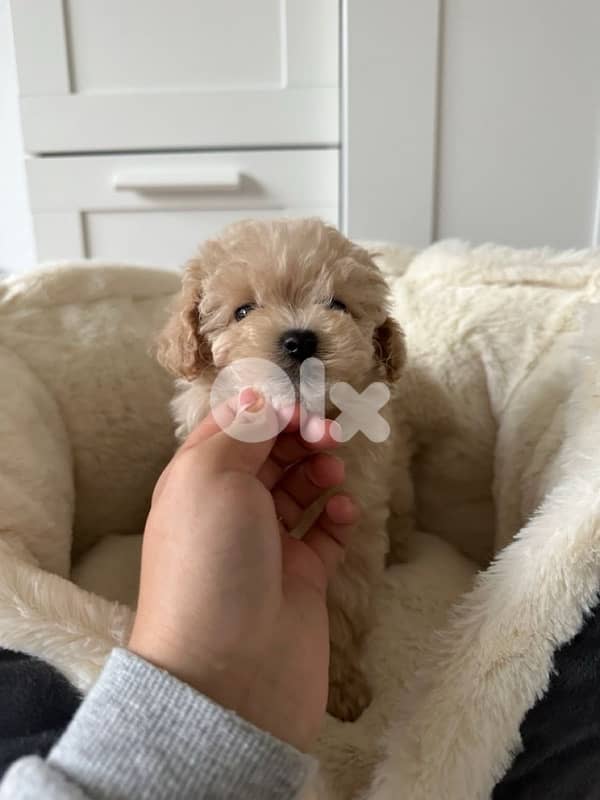 Toy Maltipoo imported love 0
