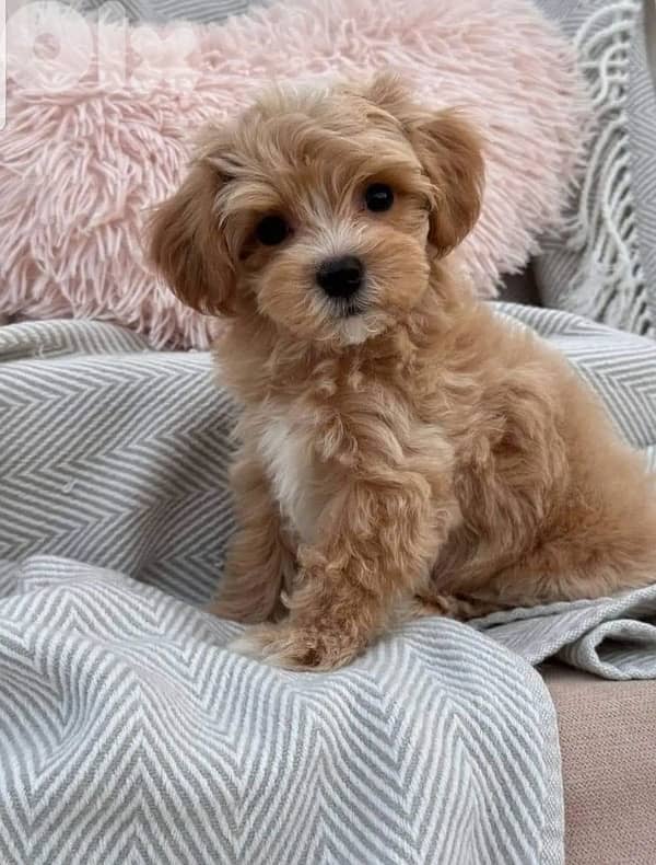Mini Goldendoodle imported 0