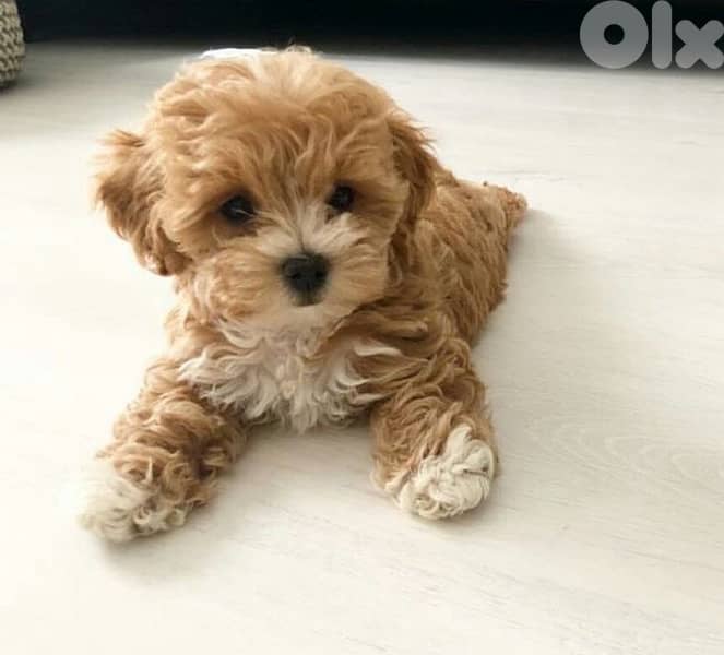 Maltipoo brown imported 0