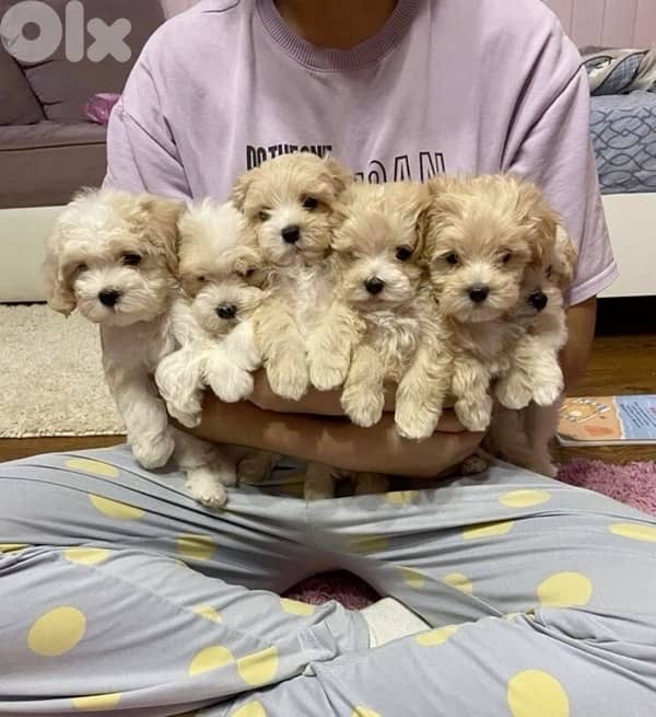 Maltipoo cream puppies imported 0