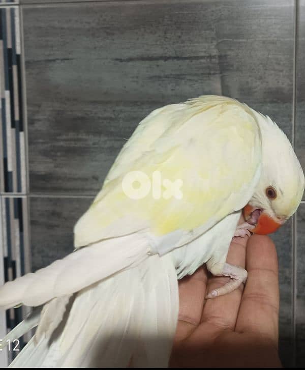 ring neck /ذكر وانثي 3