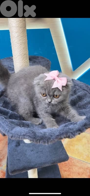 Adorable Scottish Fold kitten / Delivery 0