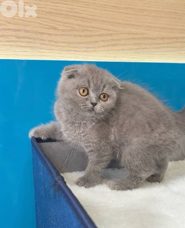 Cutest Scottish Fold kitten Available in our shop & Delivery 0