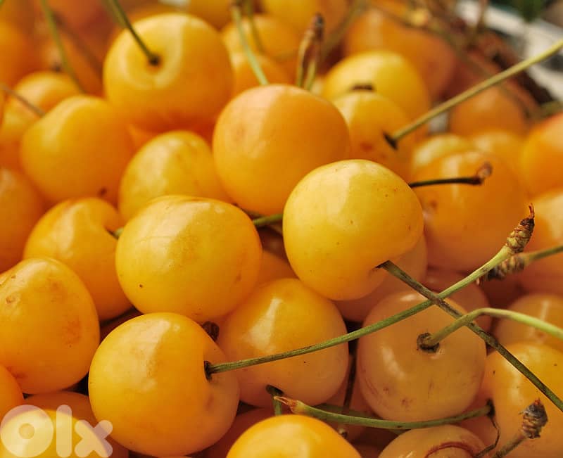 Italian Yellow Cherry trees 0