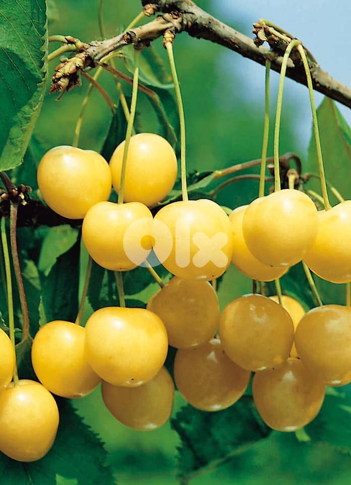 Italian Yellow Cherry trees 2