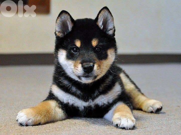 Shiba Inu Puppy – Purebred | Premium Quality|In Store&Delivery 0