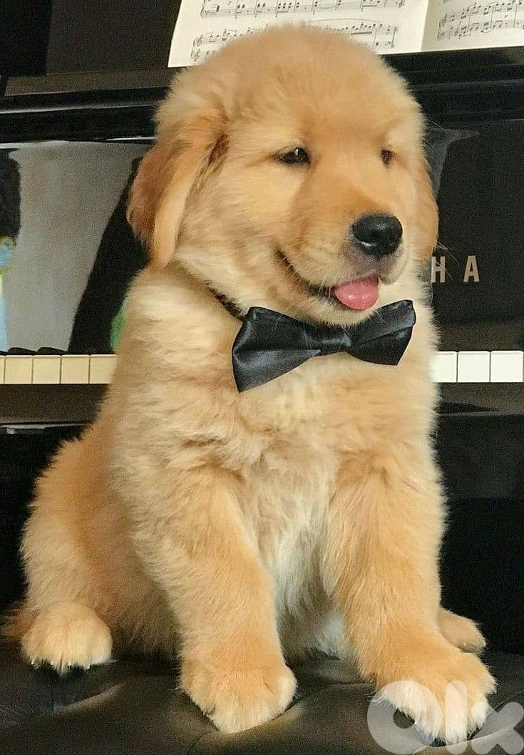 Golden Retriever Puppy – Purebreed | Exceptional Temperament|In Store 0