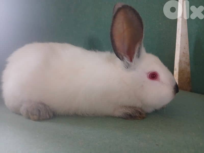 Giant French papillon Rabbits 15