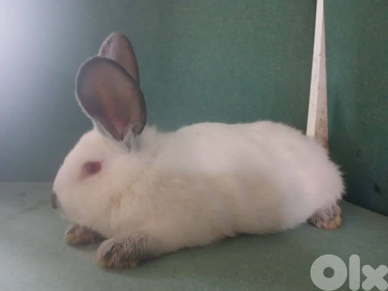 Giant French papillon Rabbits 16
