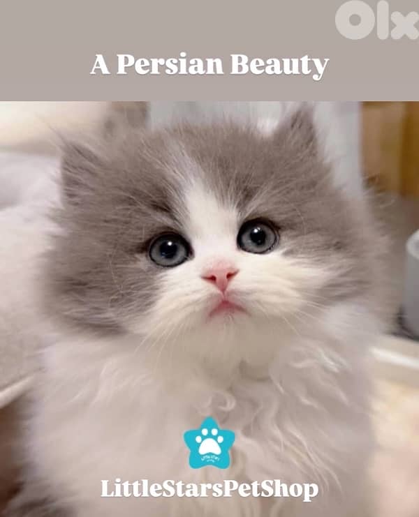 Stunning Persian kitten Delivery 0