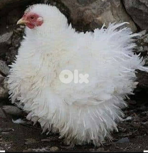 أحلى الأسعار 2